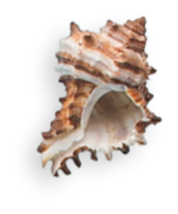 Lançamentos Barra da Tijuca // Lançamentos Barra da Tijuca RJ