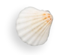 Lançamentos Barra da Tijuca // Lançamentos Barra da Tijuca RJ