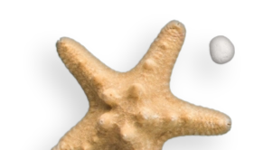 Lançamentos Barra da Tijuca // Lançamentos Barra da Tijuca RJ